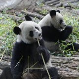 Huan Huan (à gauche) et Yuan Zia (à droite) étaient arrivés en France le 15 janvier 2012: ils sont depuis suivis de près par des experts français et chinois et bénéficient et d'un suivi médical approfondi (archives). KEYSTONE/AP/Michel Euler